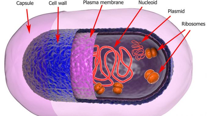 structure of bacterial cell showing plasmids