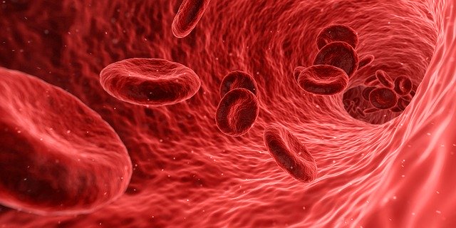 Red blood cells containing a cytoskeleton to keep them together.