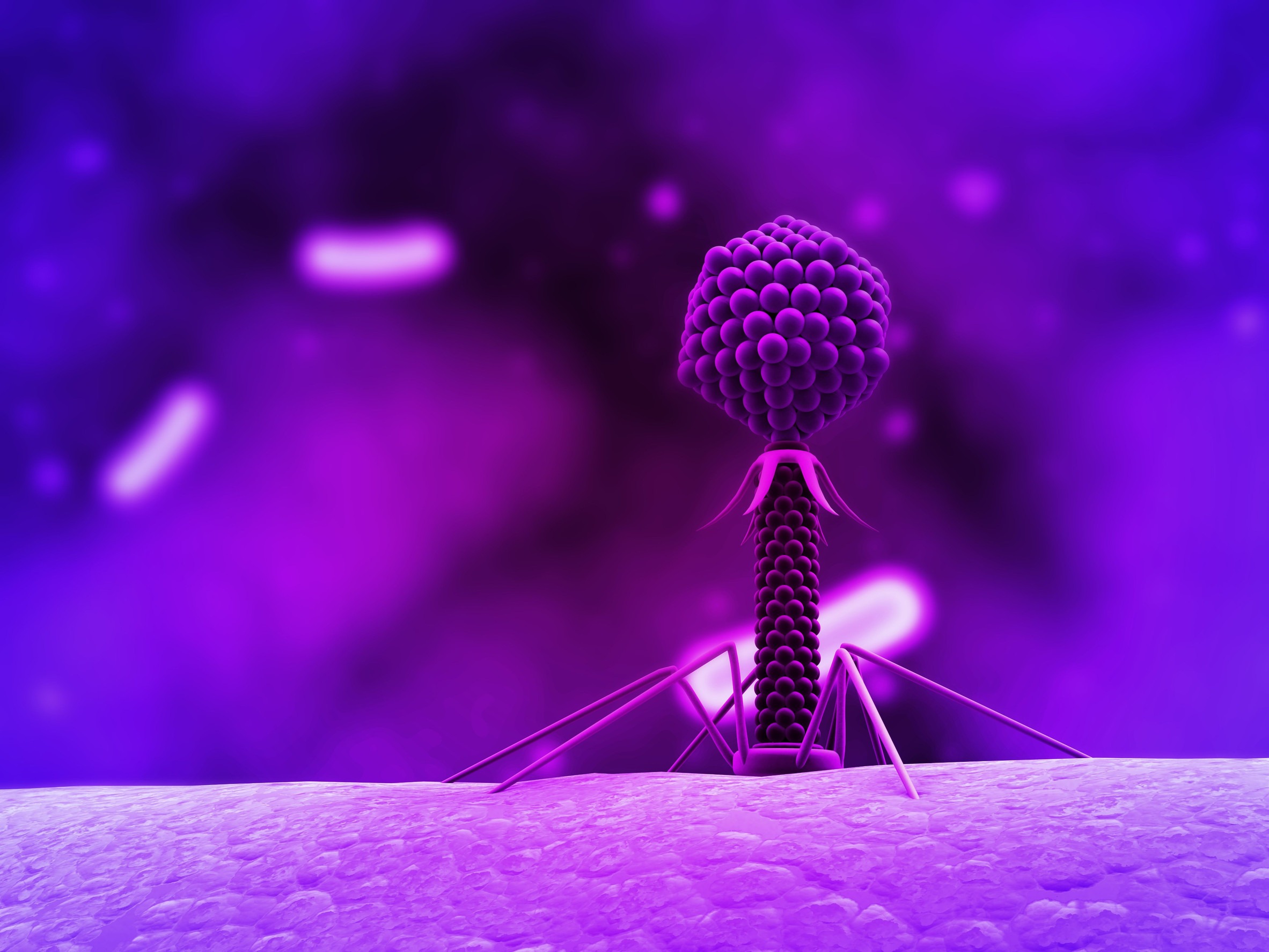bacteriophage, lambda bacteriophage, T4 bacteriophage