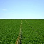 plant-based protein - a picture of cereals in a field.