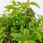 Aloysia polystrachya, treatment for anxiety, related to lemon verbena
