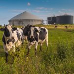 anaerobic digesters with cows