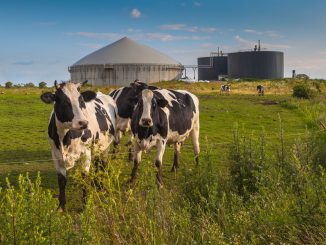anaerobic digesters with cows