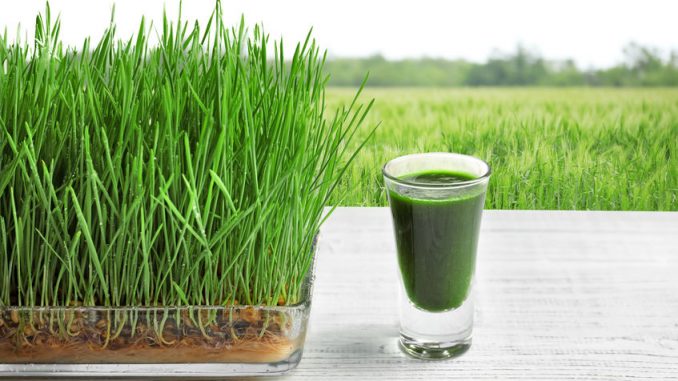 Glass of juice and wheatgrass field on background