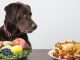 Dog with vegan and meat food. Pet food