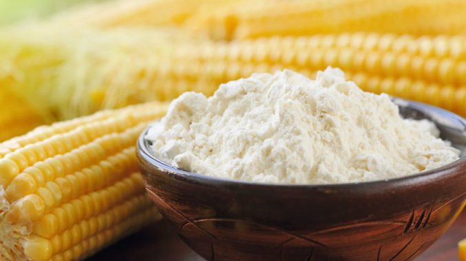 Corn flour in a bowl and corn cob on the table, starch from corn, starch gelatinization
