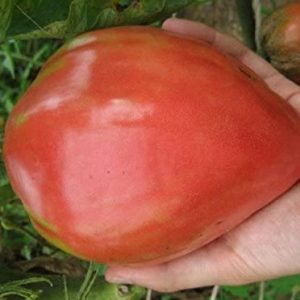 Heritage tomato seeds