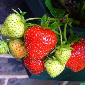 Grow your own Fruit