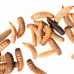 Black soldier fly larvae