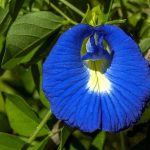 Clitoria, Butterfly Pea