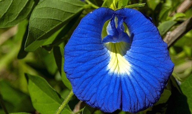 Clitoria, Butterfly Pea