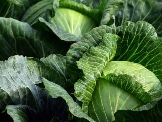 Cabbages. All fruit and vegetable cultivation would benefit from marker-assisted breeding.