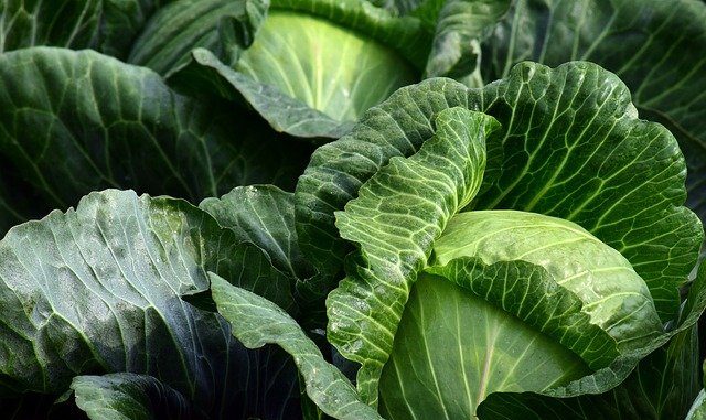 Cabbages. All fruit and vegetable cultivation would benefit from marker-assisted breeding.