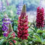 Lupins, a good source of storage proteins - legumins