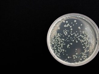 An agar plate with bacteria. Bacterial spores will be present too.