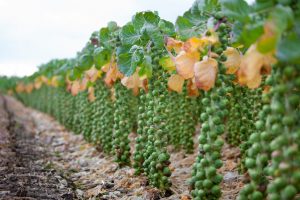 Brussels sprouts. Brussel sprouts in Dutch field in the Netherlands ready for harvest in autumn.