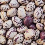 borlotti beans