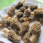 morel on a white plate