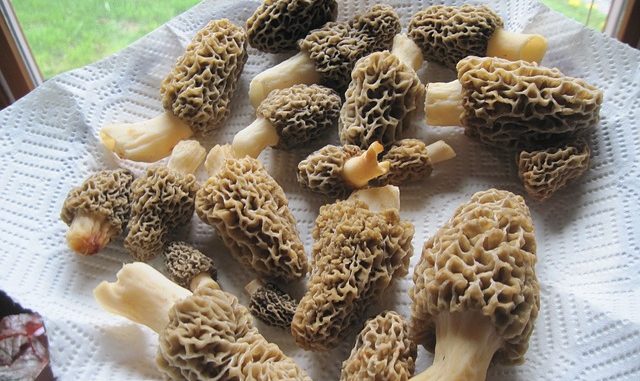 morel on a white plate