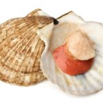 Raw scallops on white background. The orange is the scallop roe.