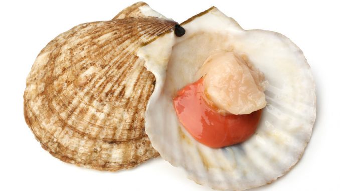 Raw scallops on white background. The orange is the scallop roe.