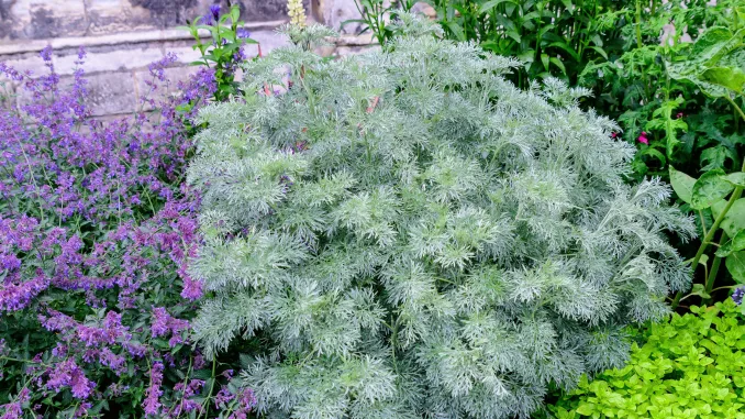Group of fresh green leaves of Artemisia absinthium