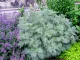 Group of fresh green leaves of Artemisia absinthium