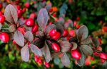 Barberry