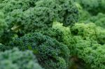 Kale, the vegetable in a good kale risotto.