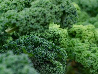 Kale, the vegetable in a good kale risotto.