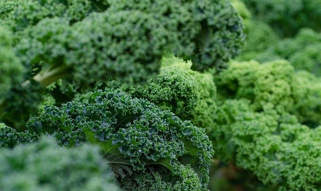 Kale, the vegetable in a good kale risotto.