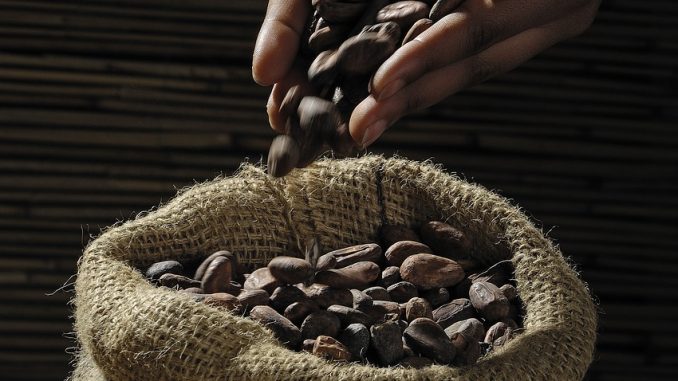 Cocoa beans being handled into a man's sack.