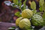 Kaffir lime fruits which are natural herb to be ingredient in Thai food and to be healthcare, natural blurred background.