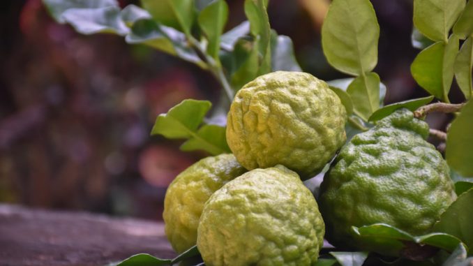 Kaffir lime fruits which are natural herb to be ingredient in Thai food and to be healthcare, natural blurred background.