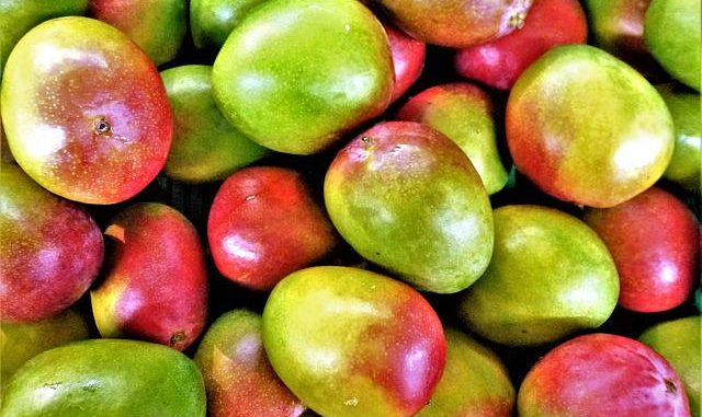 mangoes are susceptible to chilling injury.