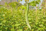 snake gourd