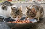 Two cats eating pet food. measuremnt of total fructans is important here.