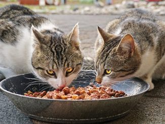 Two cats eating pet food. measuremnt of total fructans is important here.