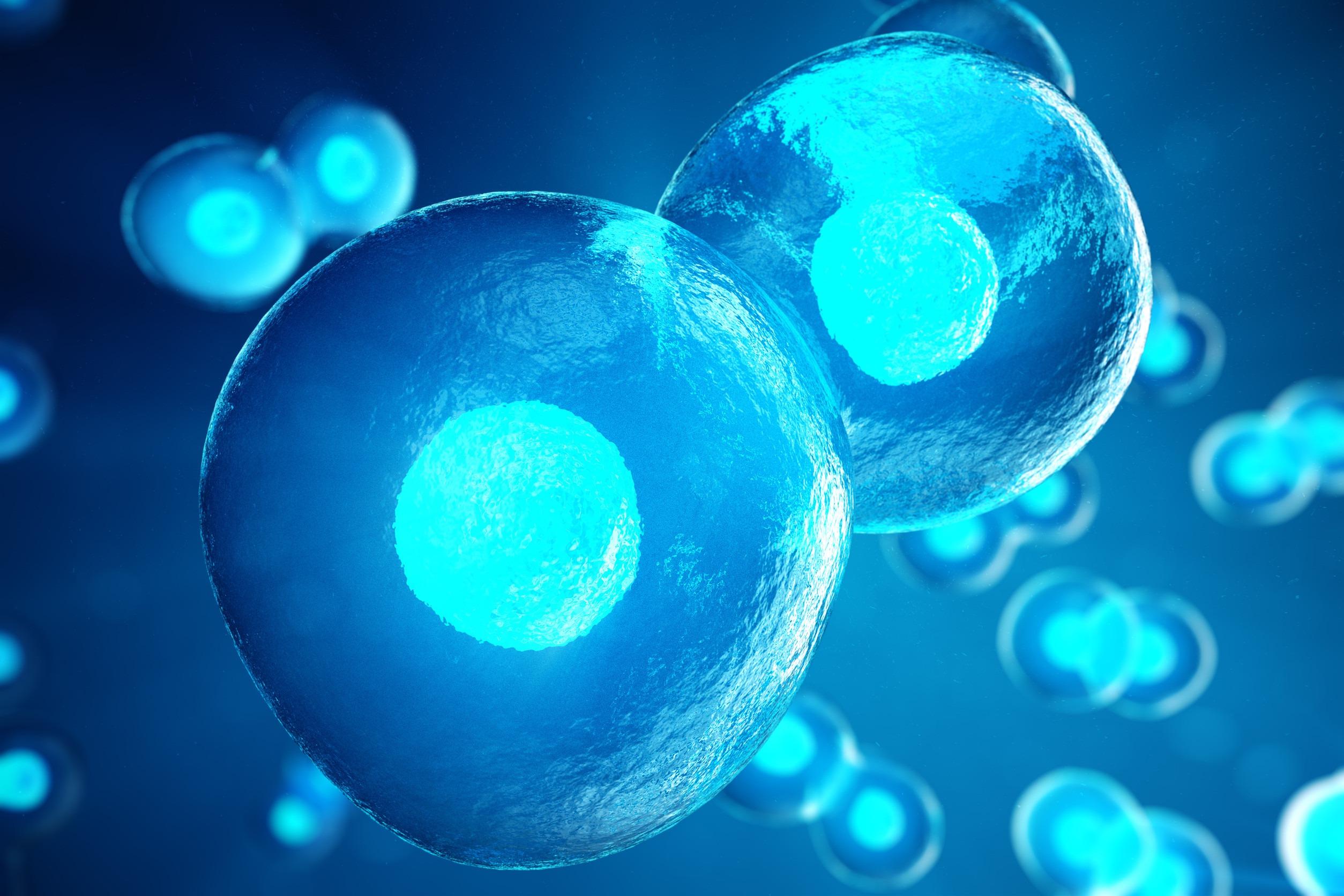 Human or animal cells on blue background. Concept Early stage embryo Medicine scientific concept, Stem cell research and treatment. 3D illustration. Human mesenchymal stem cells (hMSCs)