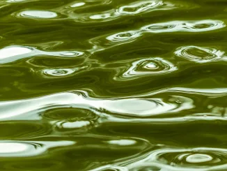 algal oils, green background