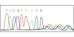 DNA Sequencing