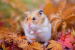 A chinese hamster - source of chinese hamster ovary cells.