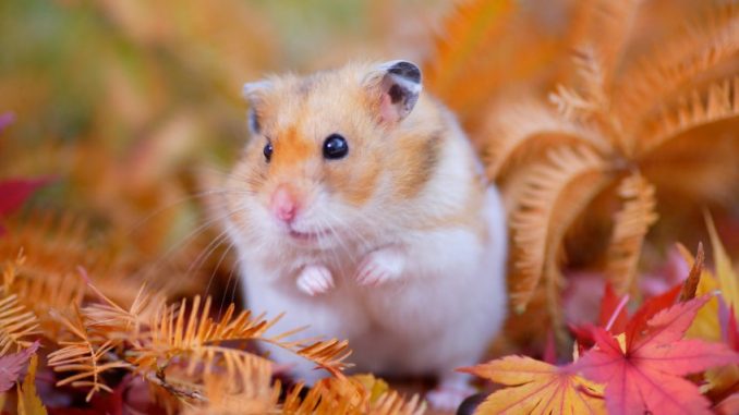 A chinese hamster - source of chinese hamster ovary cells.