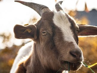 goat supplier of goat milk