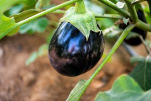 Black Beauty. Aubergines-eggplants cultivar.