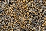 Leaves of Norwegian kelp (Ascophyllum nodosum) a brown algae from the northern Atlantic Ocean. Supplies alginates for gel immobilization.
