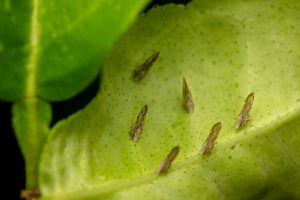Citrus greening or Huanglongbing. Citrus psyliid adults at the backside of the citrus leaf plant. These psyllids responsible for spreading citrus greening disease which is one of the most destructive diseases of citrus worldwide.