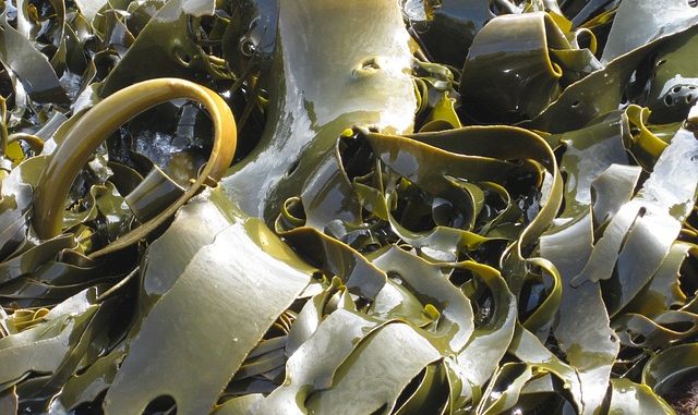 laminaria or kelp a source of alginates