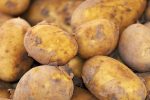 potato seed production, potato breeding and selection