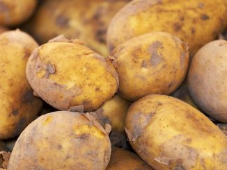 potato seed production, potato breeding and selection